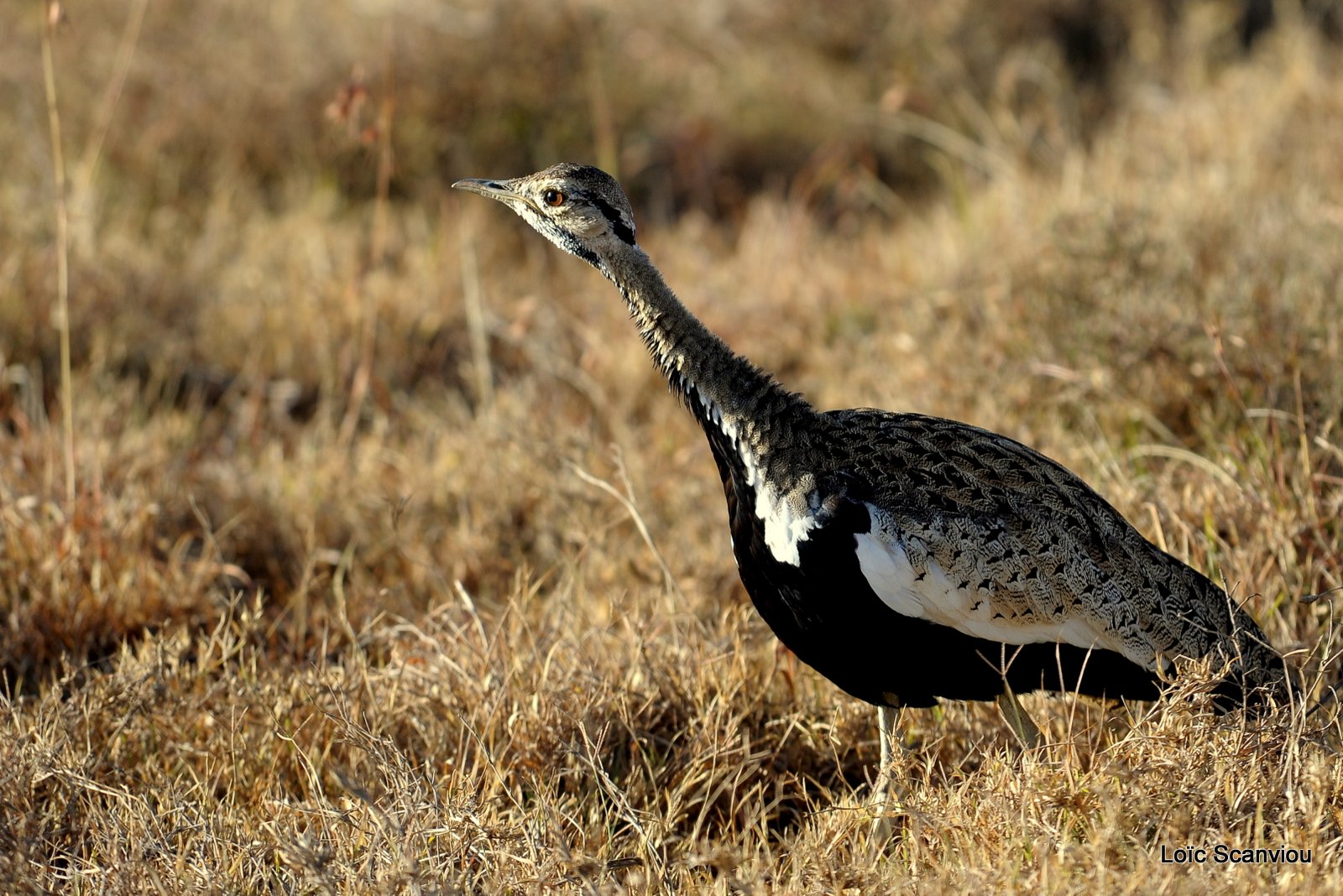 Outarde à ventre noir/Blanck-bellied Bustard (2)