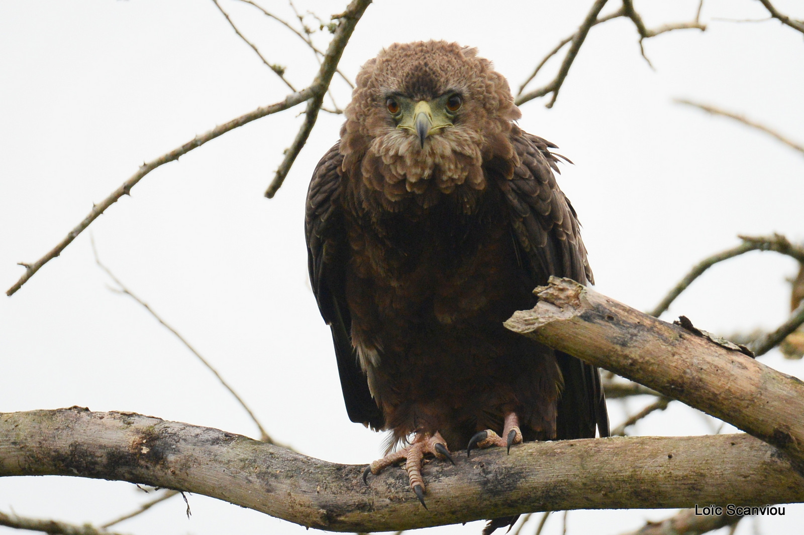 Aigle bateleur juvénile/Juvenile Bateleur Eagle (1)