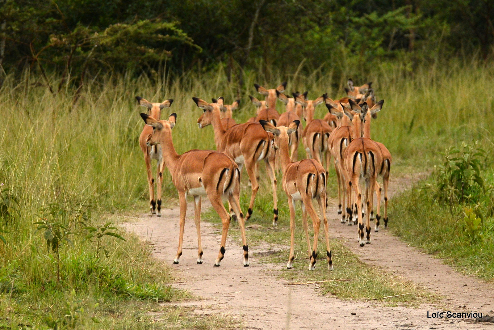 Impala (3)