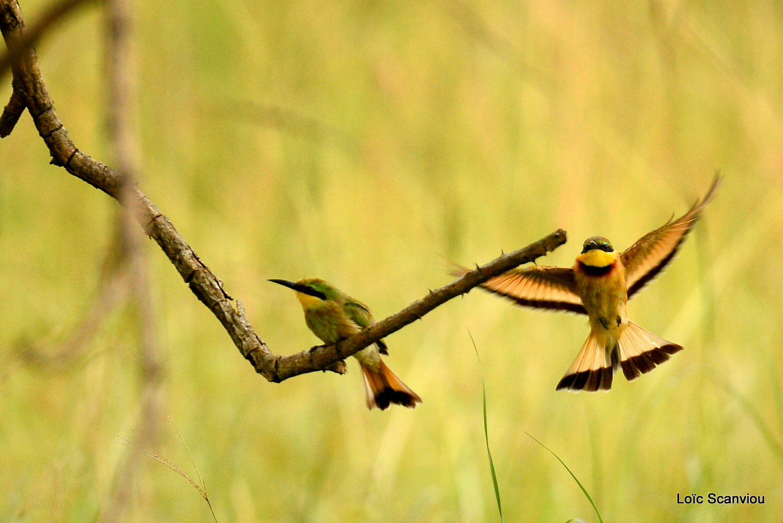 Guêpier nain/Little Bee-eater (1)