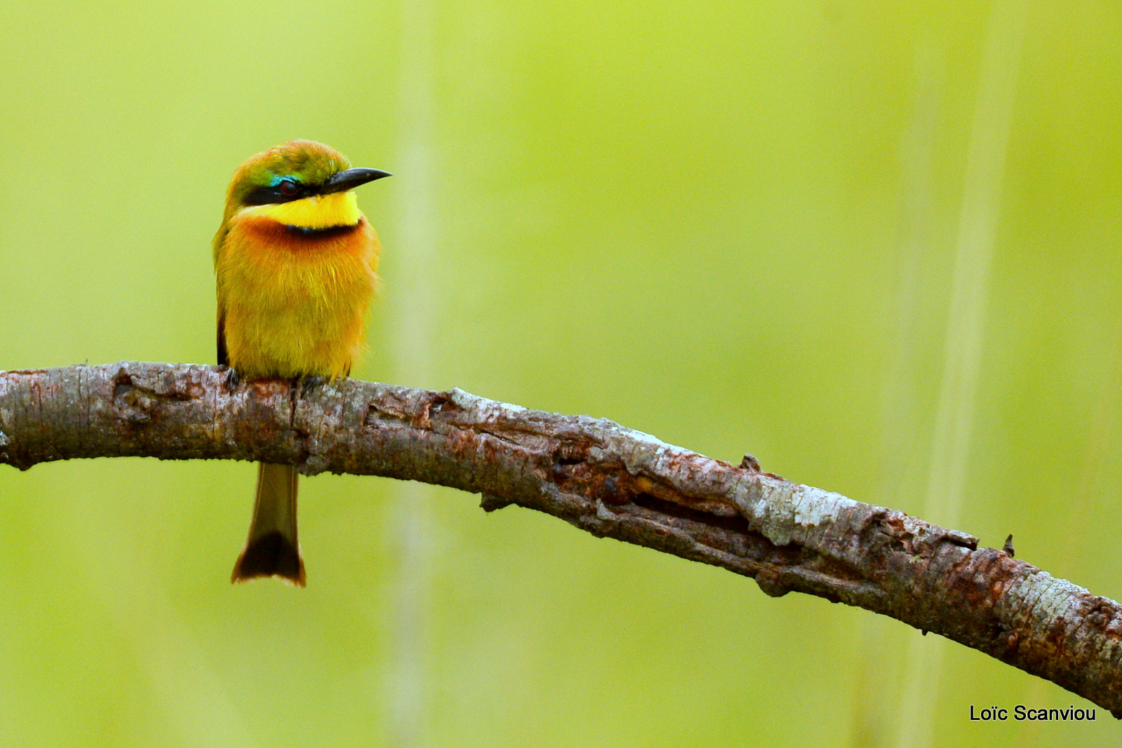 Guêpier nain/Little Bee-eater (2)