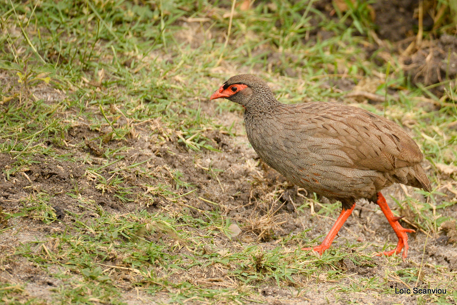 Lake Mburo (104)