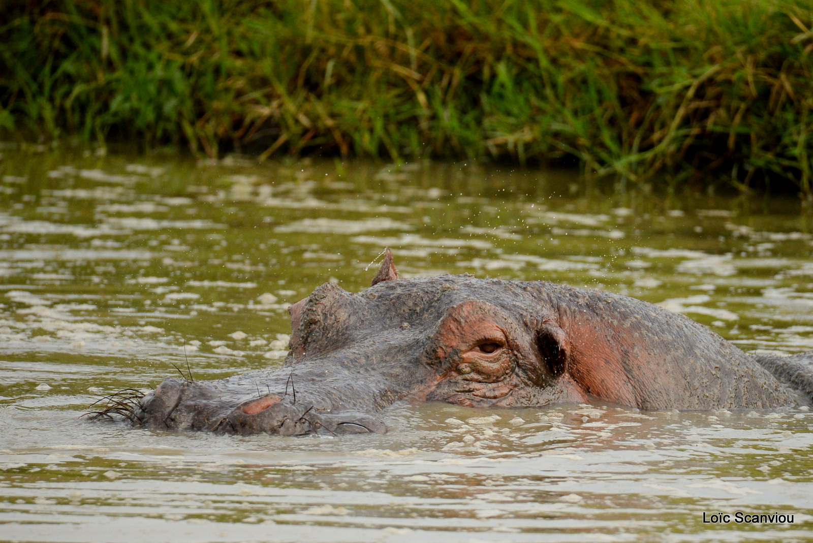 Hippopotame amphibie/Common Hippopotamus (3)