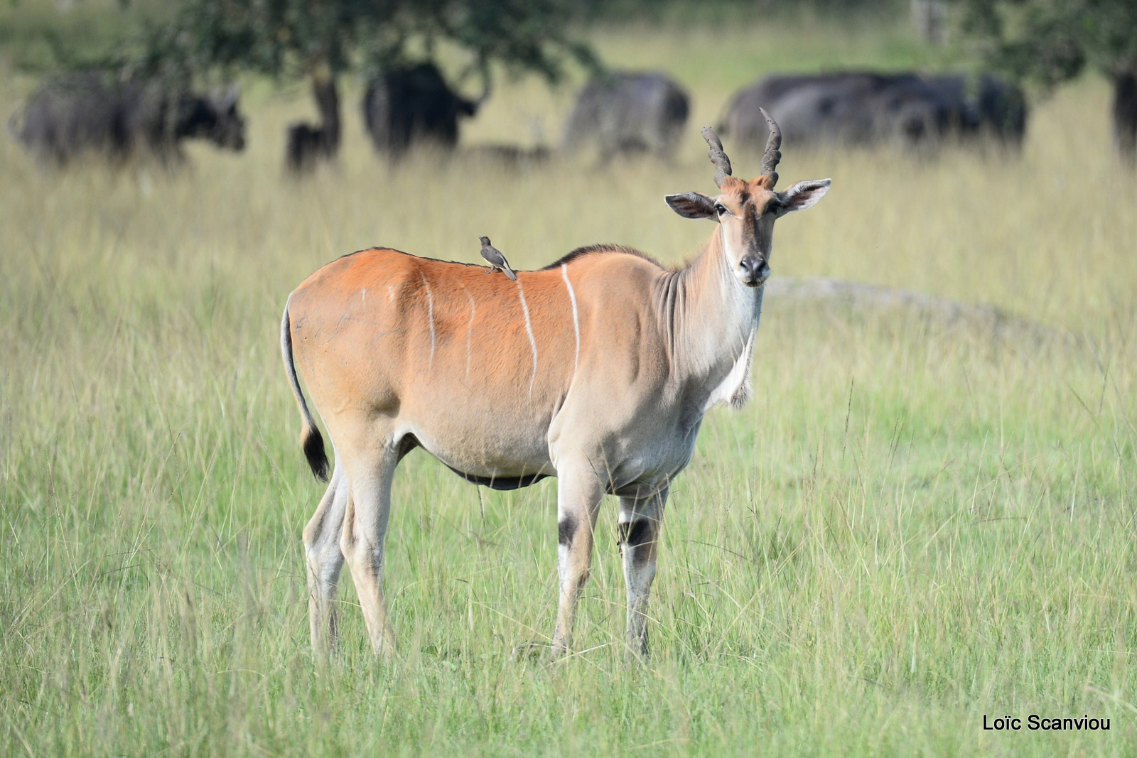Eland du Cap/Common Eland (4)