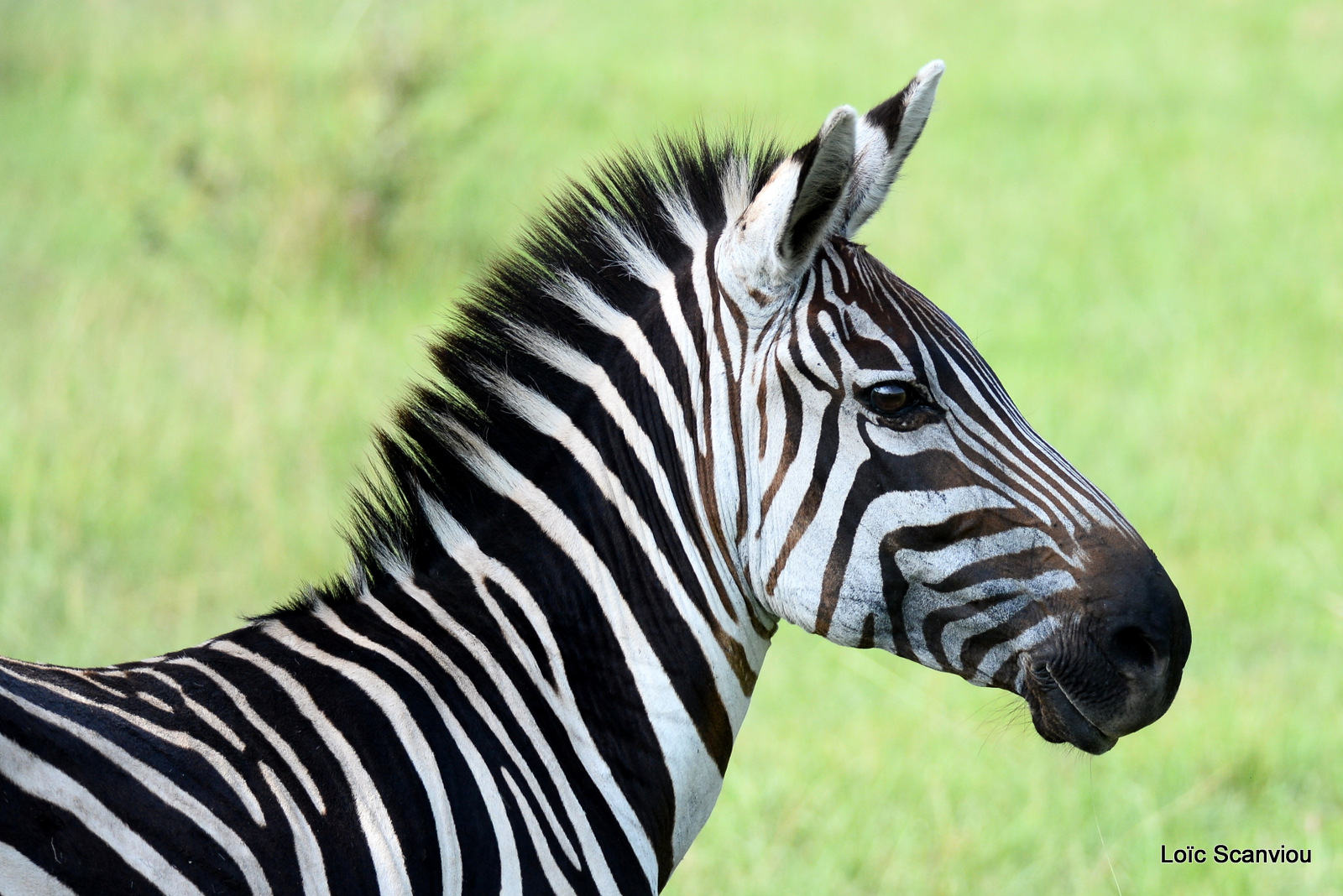 Zèbre de Burchell/Burchell's Zebra (8)