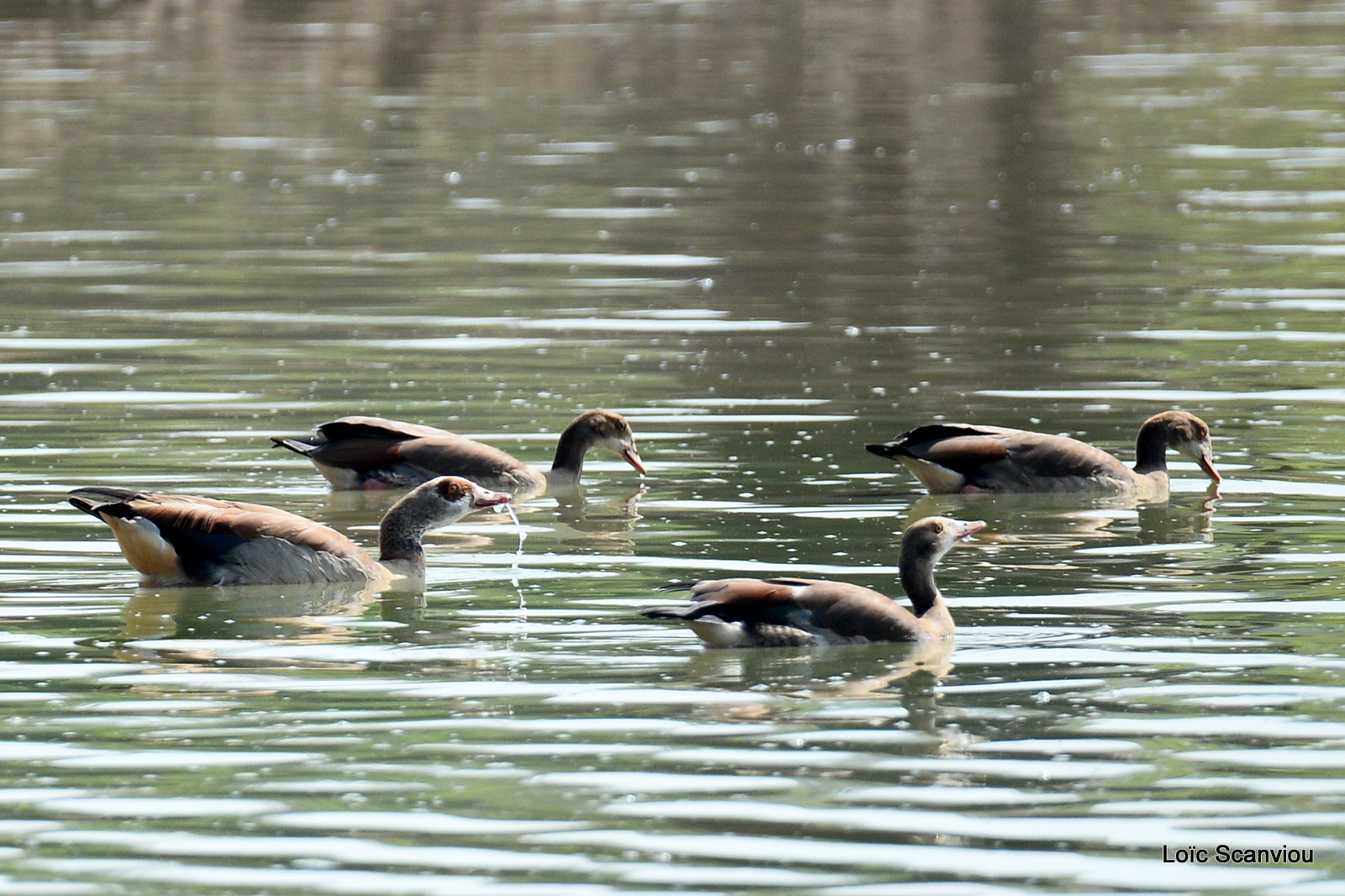 Ouette d'Egypte/Egyptian Goose (3)