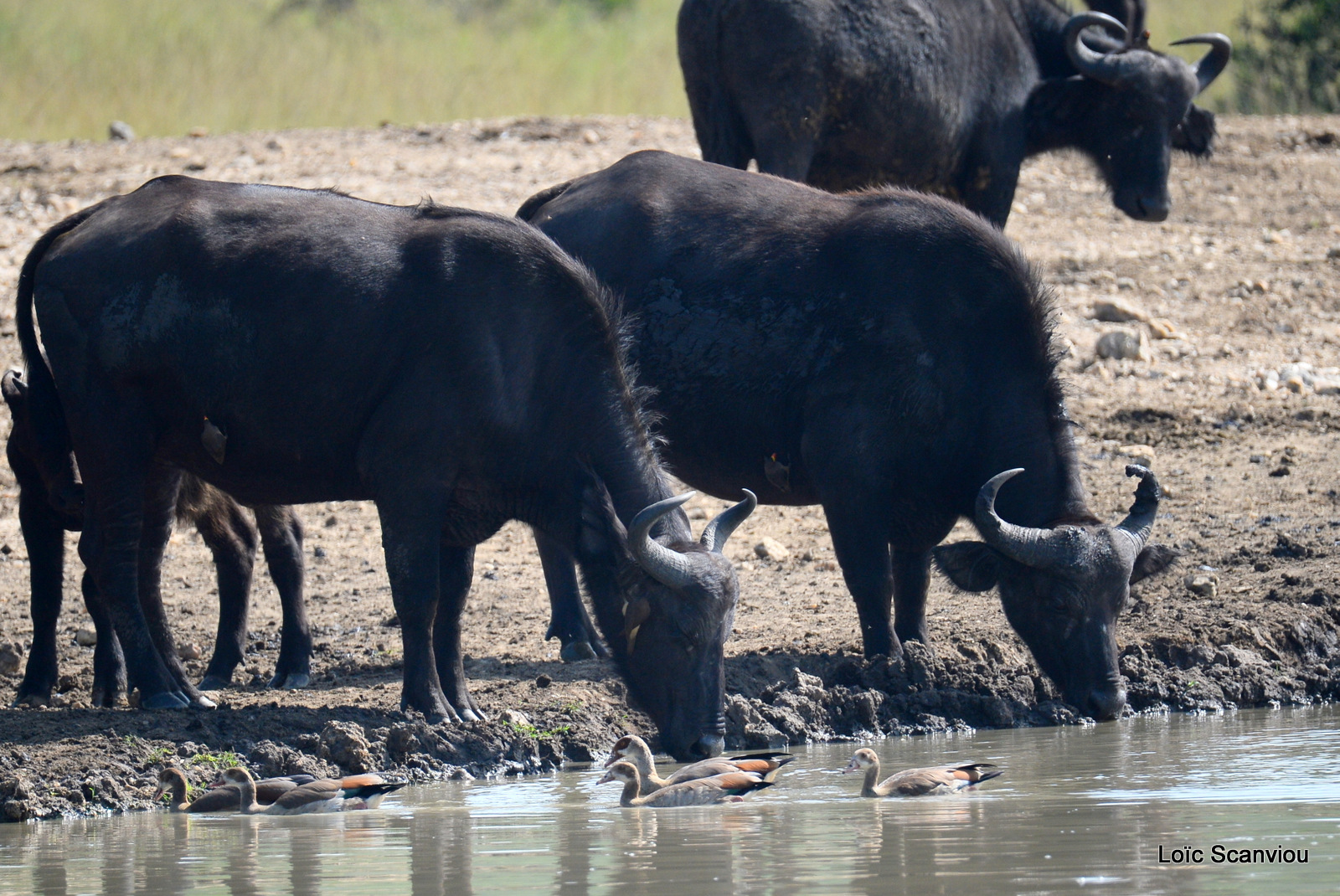 Buffle d'Afrique/Cape Buffalo (6)