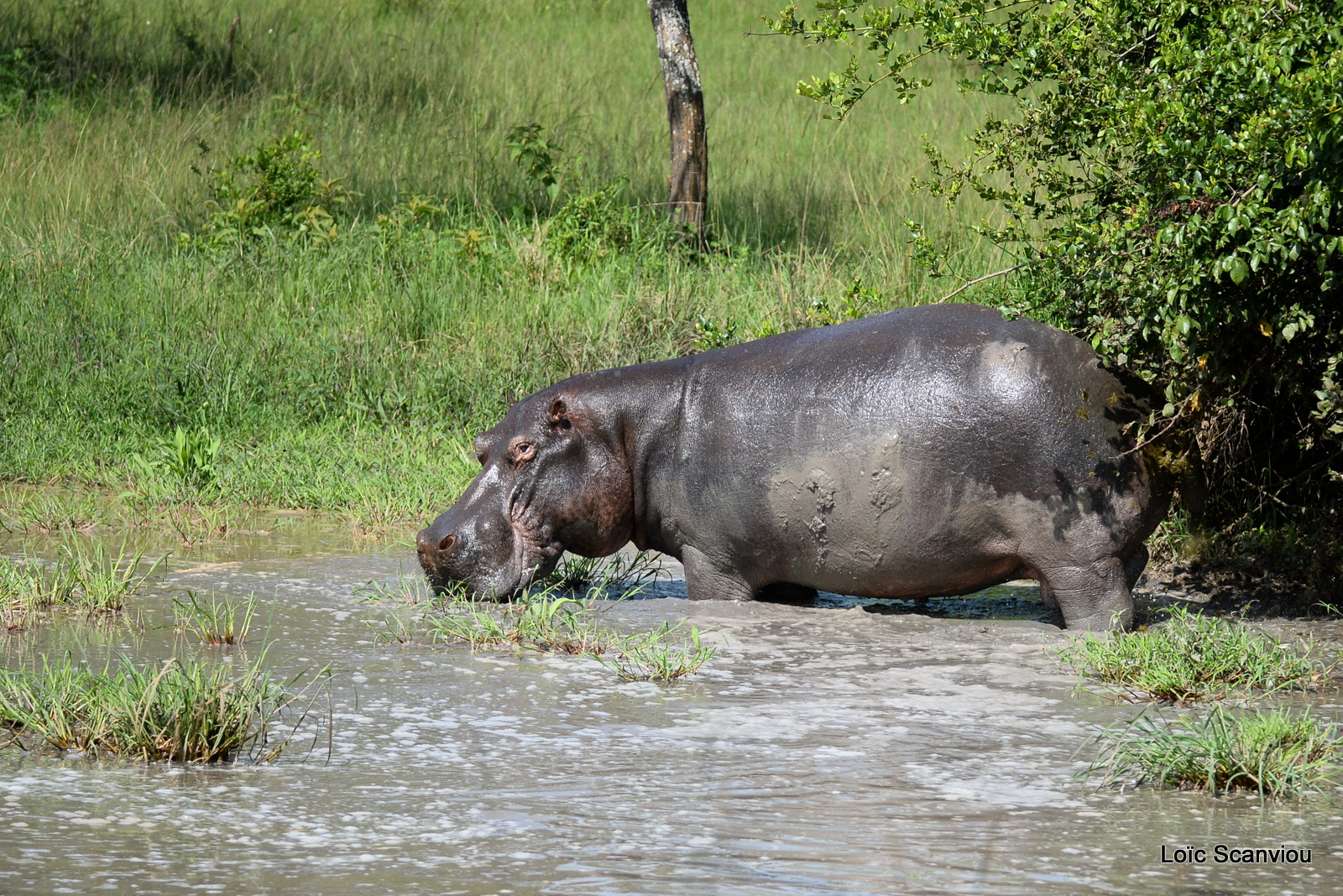 Hippopotame amphibie/Common Hippopotamus (4)