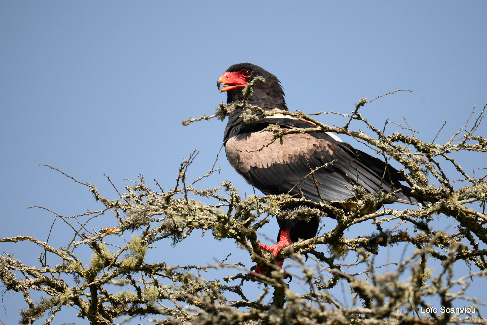 Aigle bateleur/Bateleur Eagle (1)