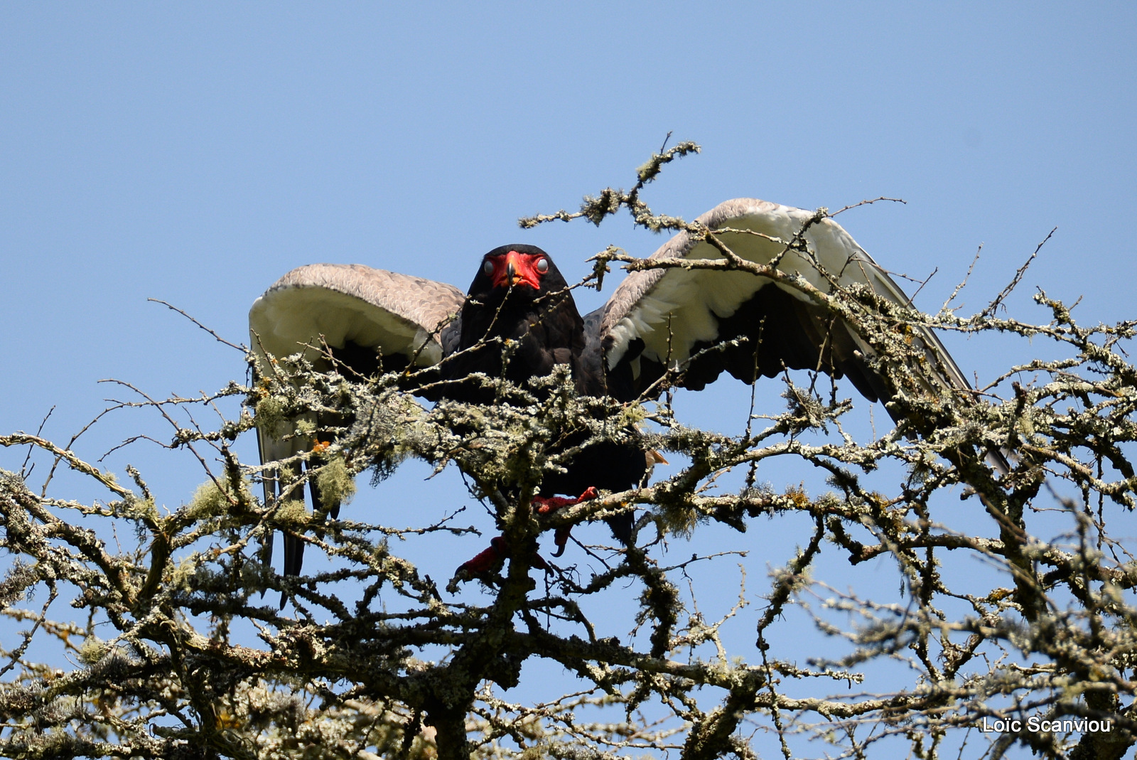 Aigle bateleur/Bateleur Eagle (2)