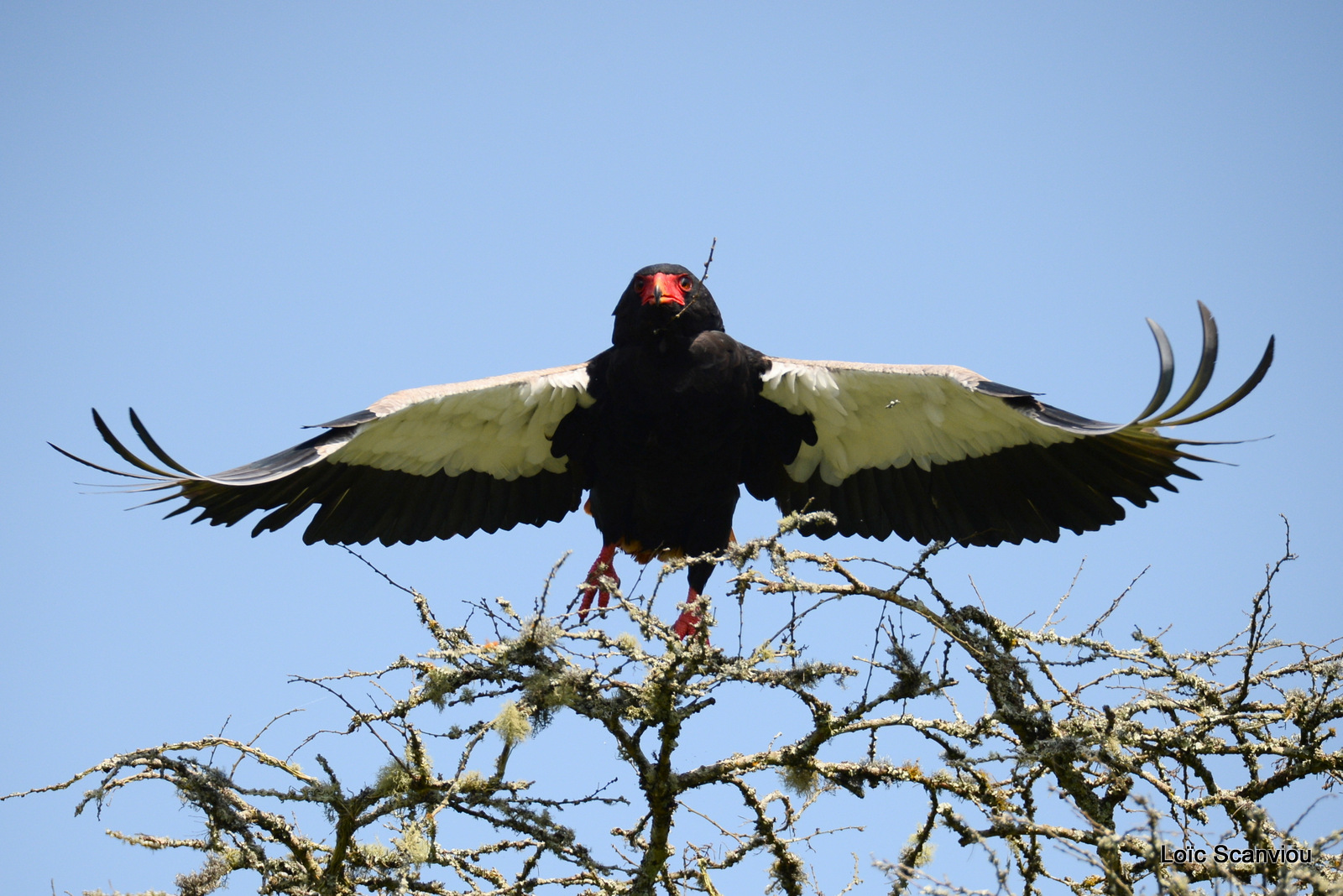 Aigle bateleur/Bateleur Eagle (3)