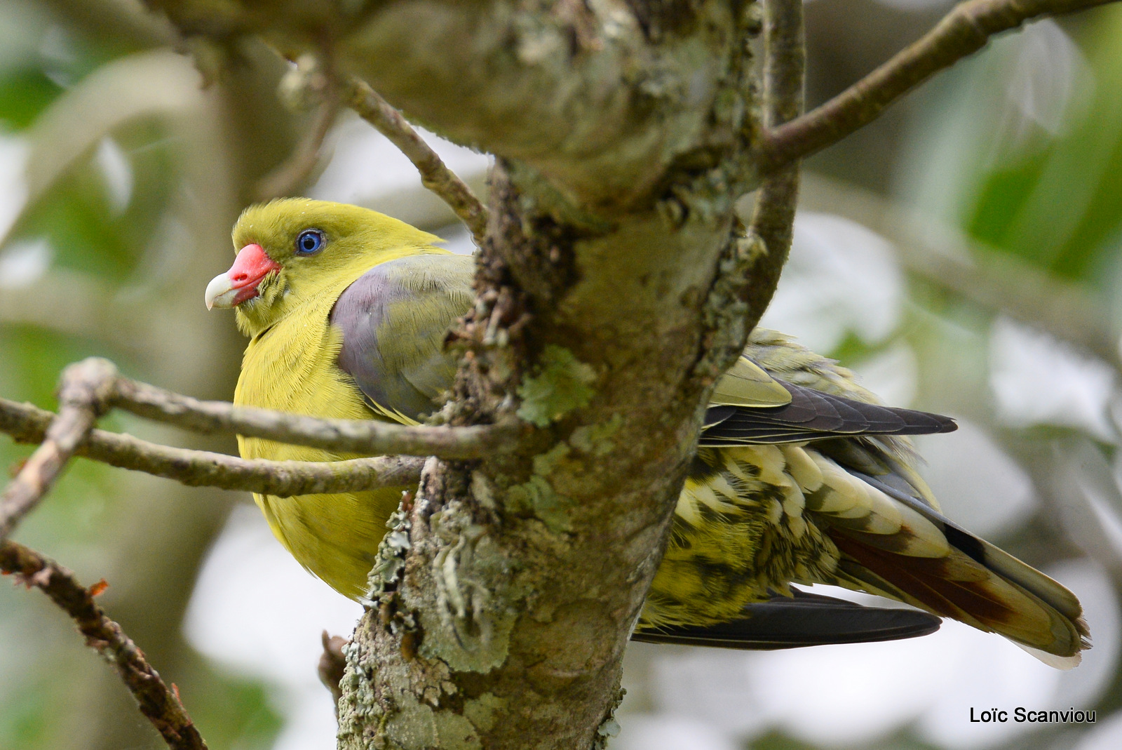 Colombar à front nu/African Green Pigeon (1)