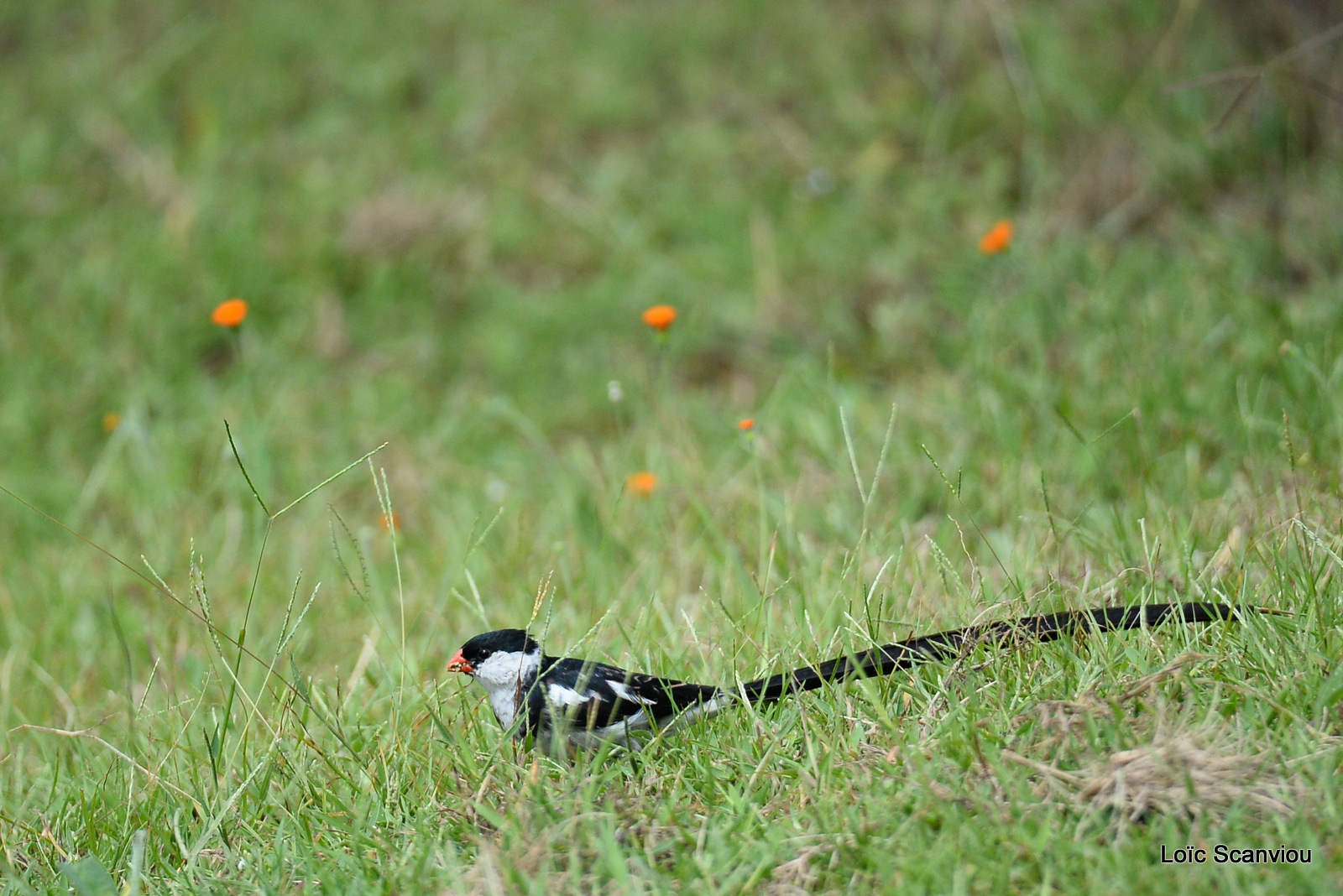 Veuve dominicaine/Pin-tailed Whydah (1)