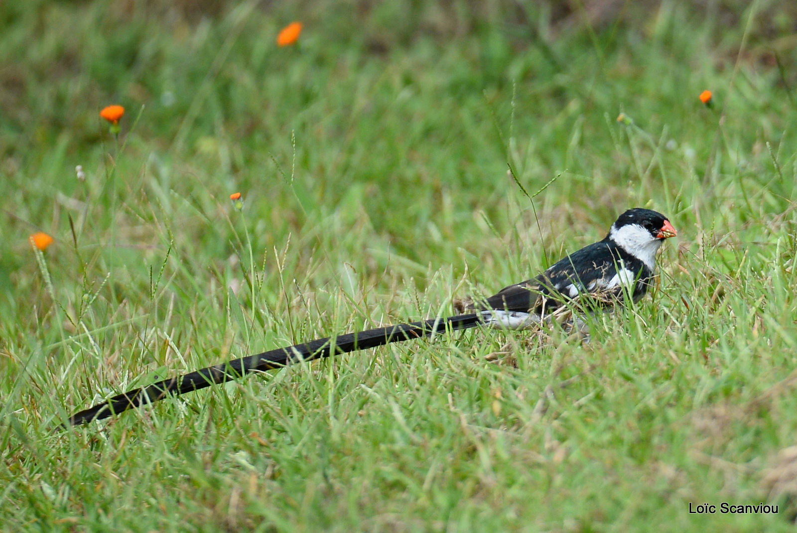 Veuve dominicaine/Pin-tailed Whydah (2)