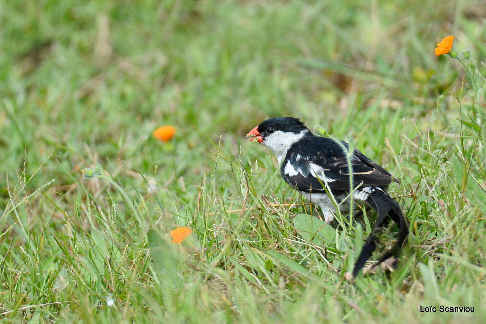 Veuve dominicaine/Pin-tailed Whydah (3)