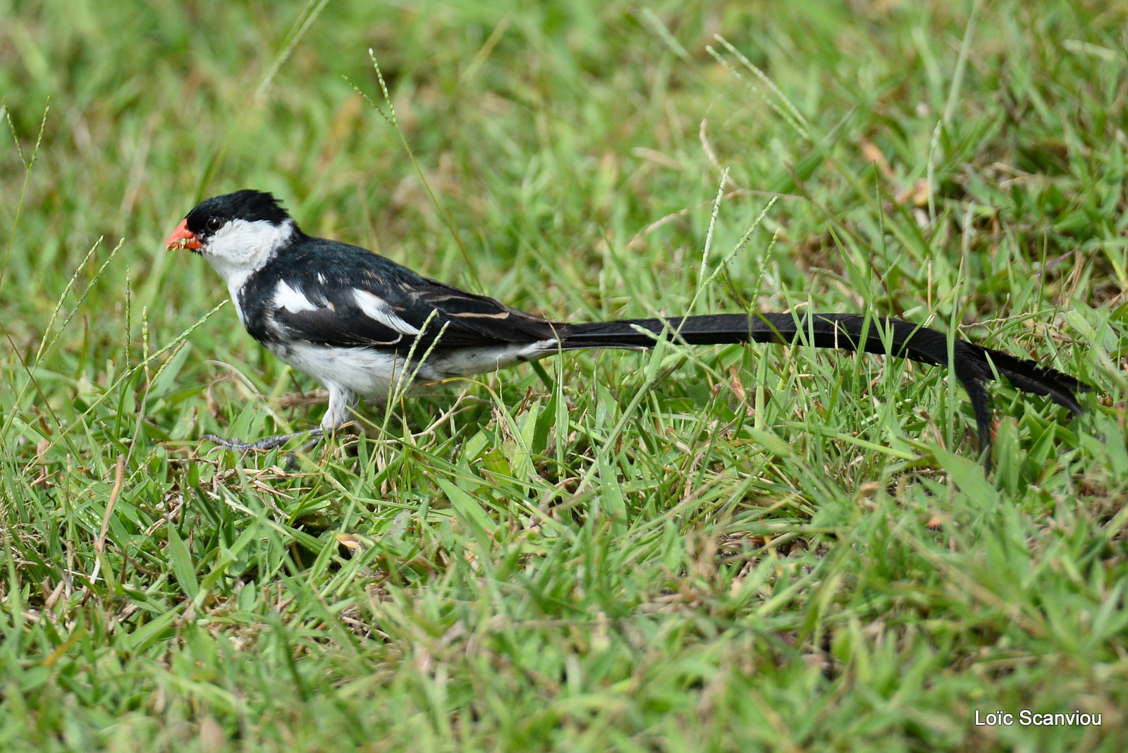 Veuve dominicaine/Pin-tailed Whydah (4)