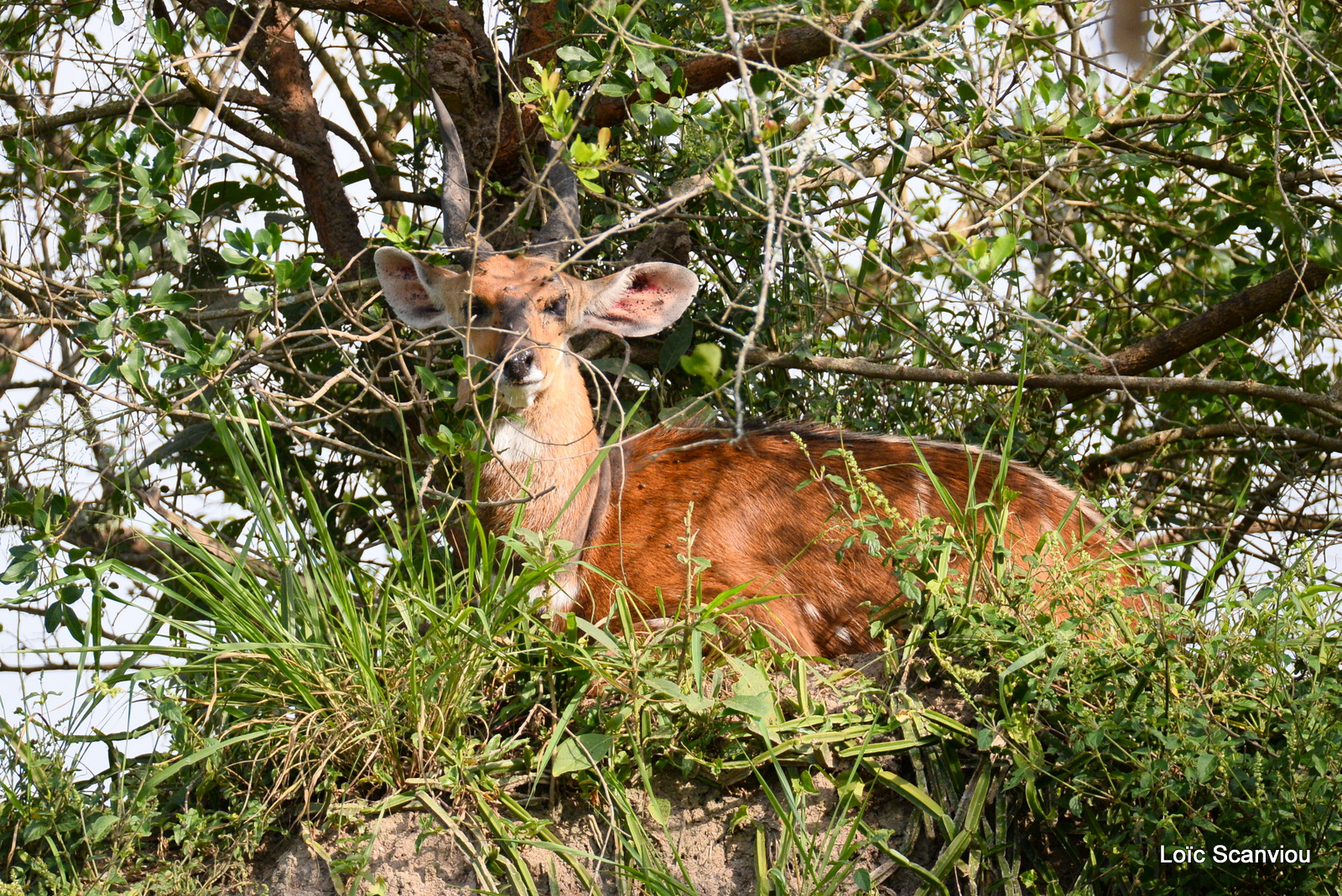 Guib harnaché/Bushbuck (1)