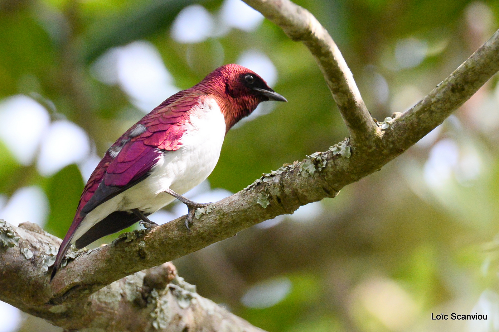 Étourneau améthyste/Violet-backed Starling (1)