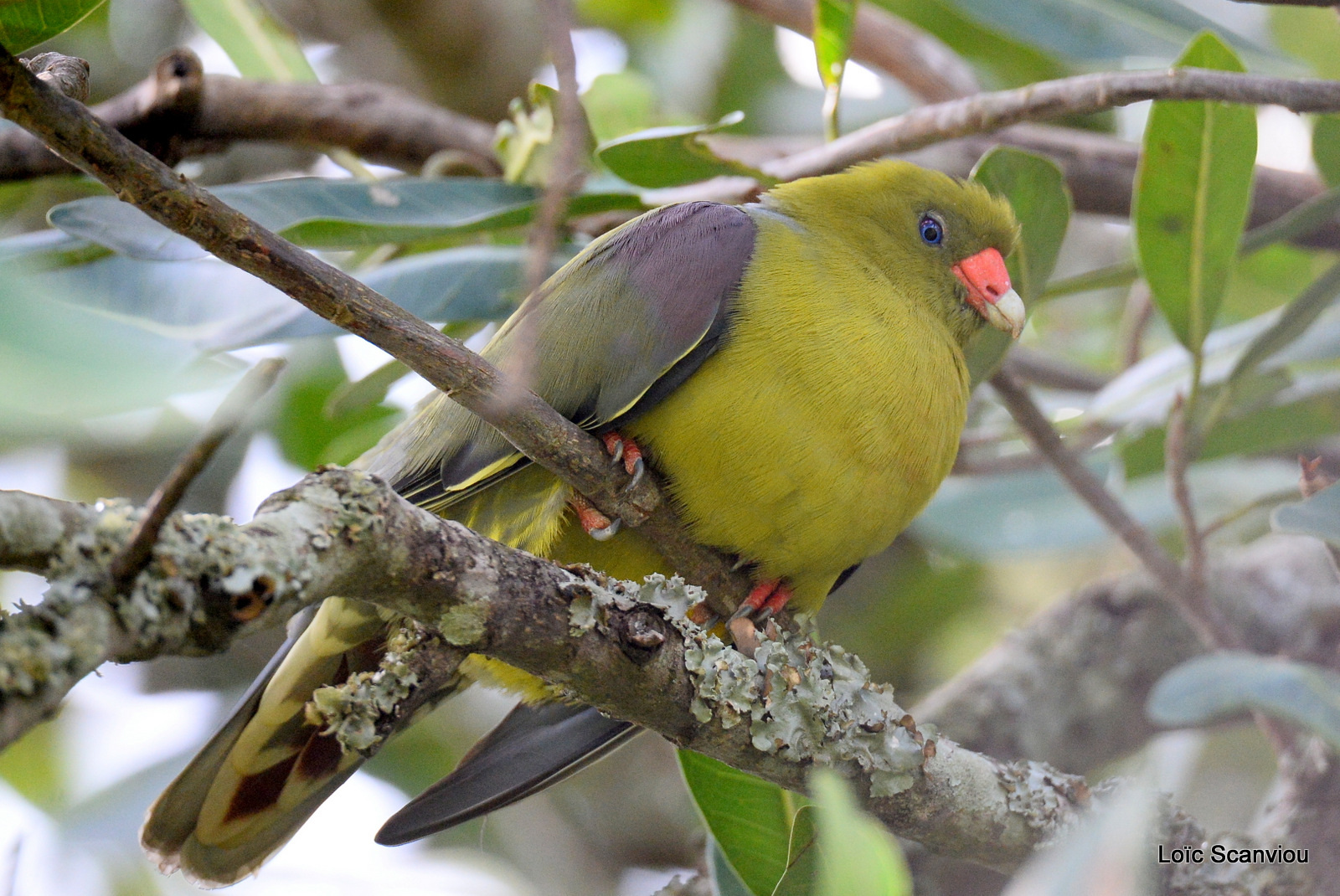 Colombar à front nu/African Green Pigeon (2)