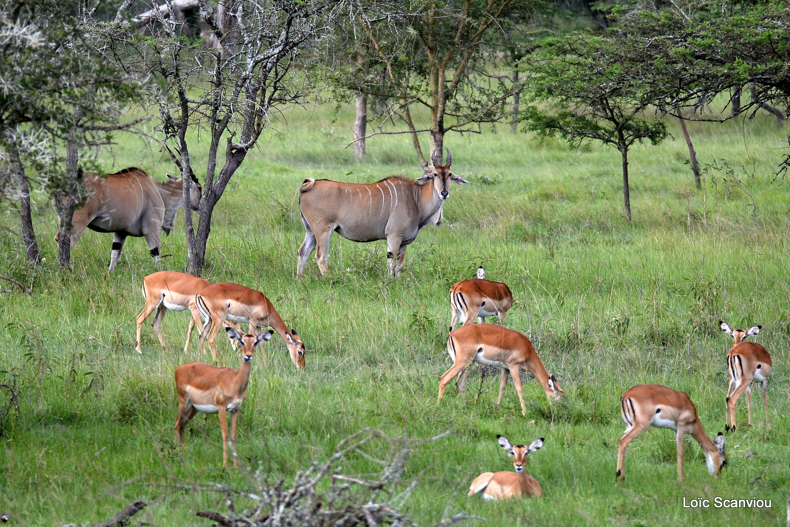 Eland du Cap et impalas (1)