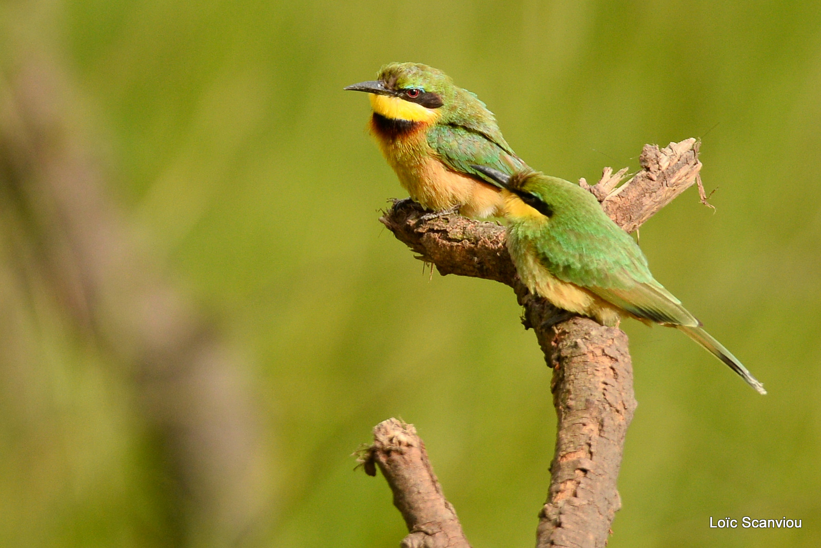Guêpier nain/Little Bee-eater (3)