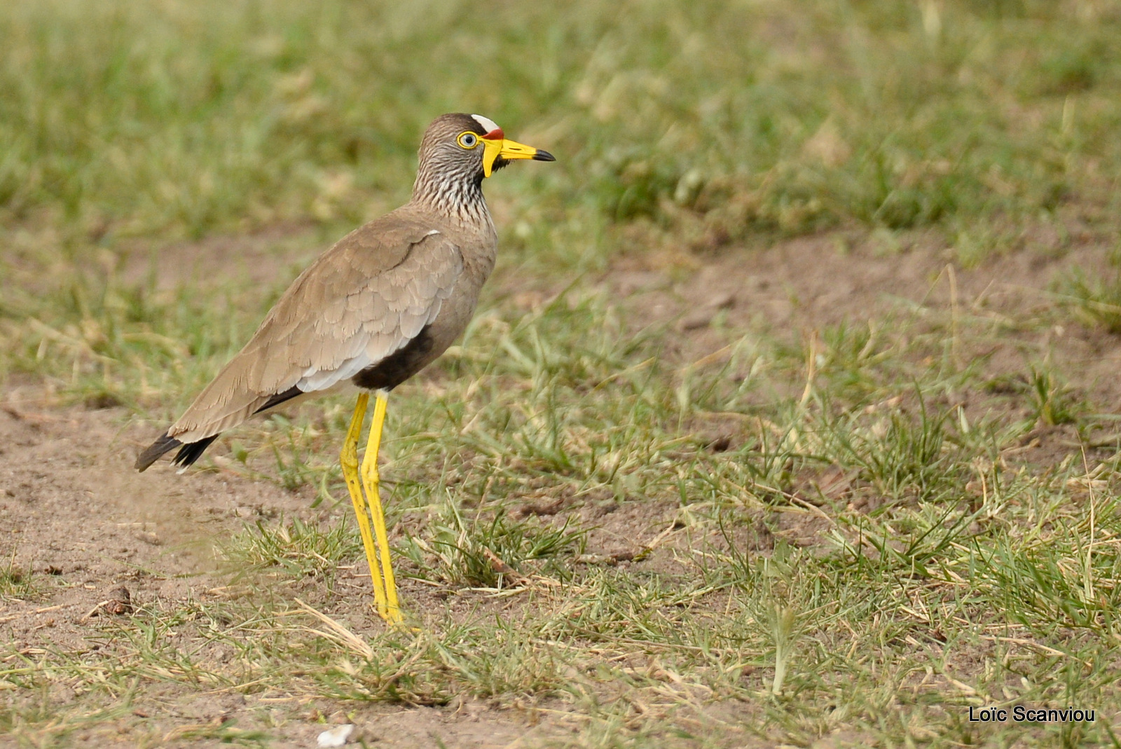Lake Mburo (125)