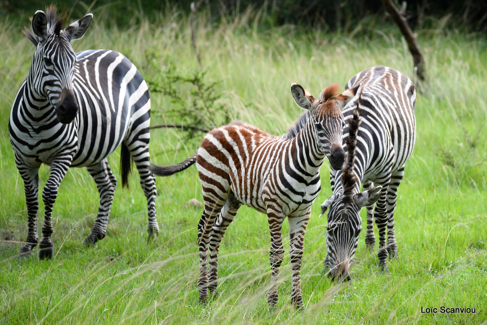 Zèbre de Burchell/Burchell's Zebra (9)