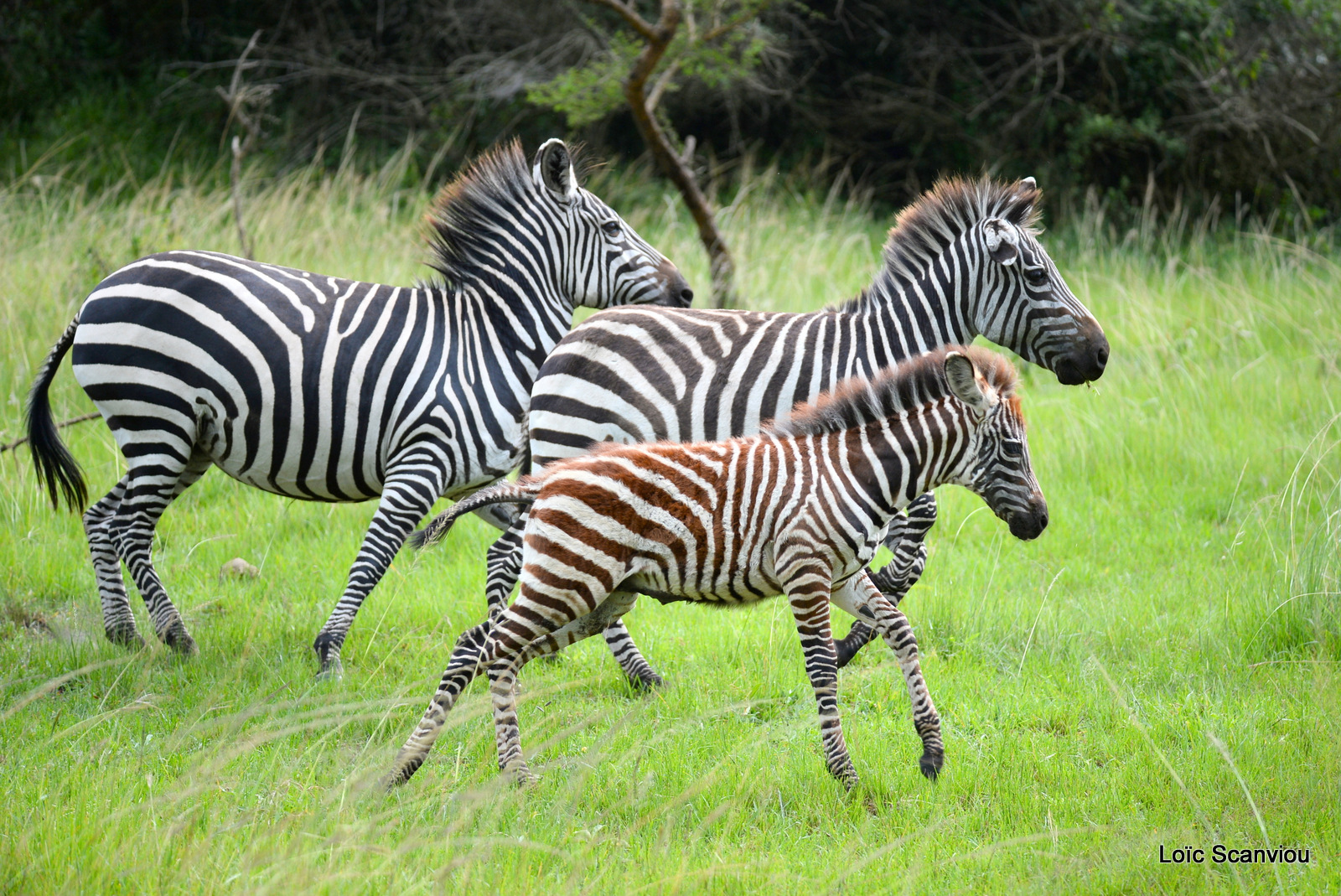 Zèbre de Burchell/Burchell's Zebra (10)