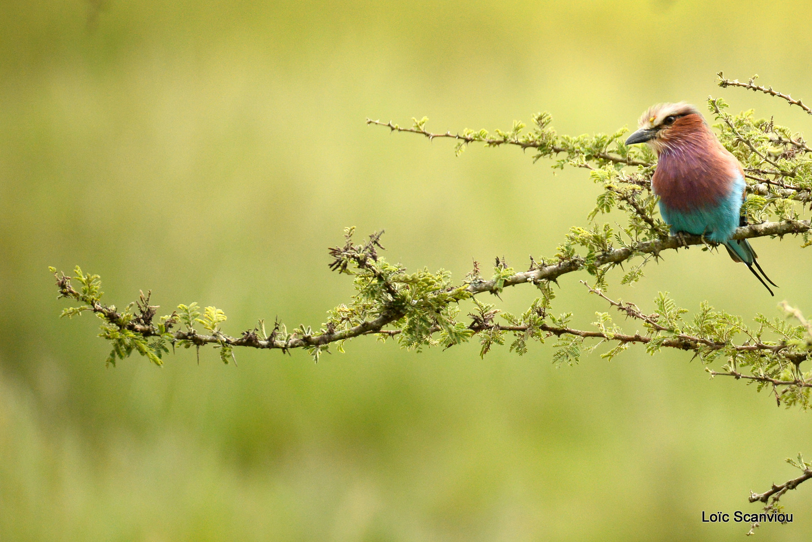 Rollier à longs brins/Lilac-breasted Roller (1)