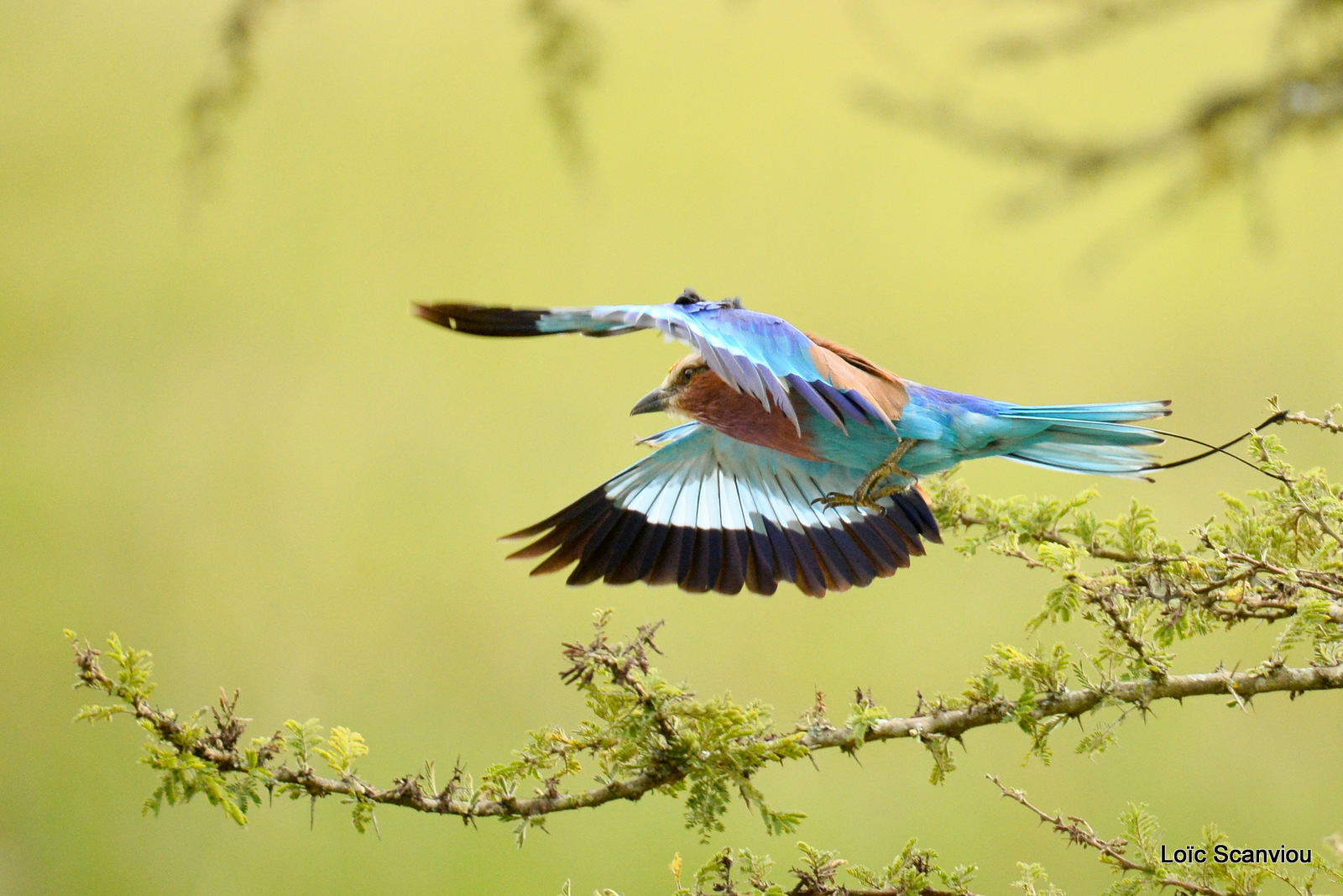 Rollier à longs brins/Lilac-breasted Roller (2)