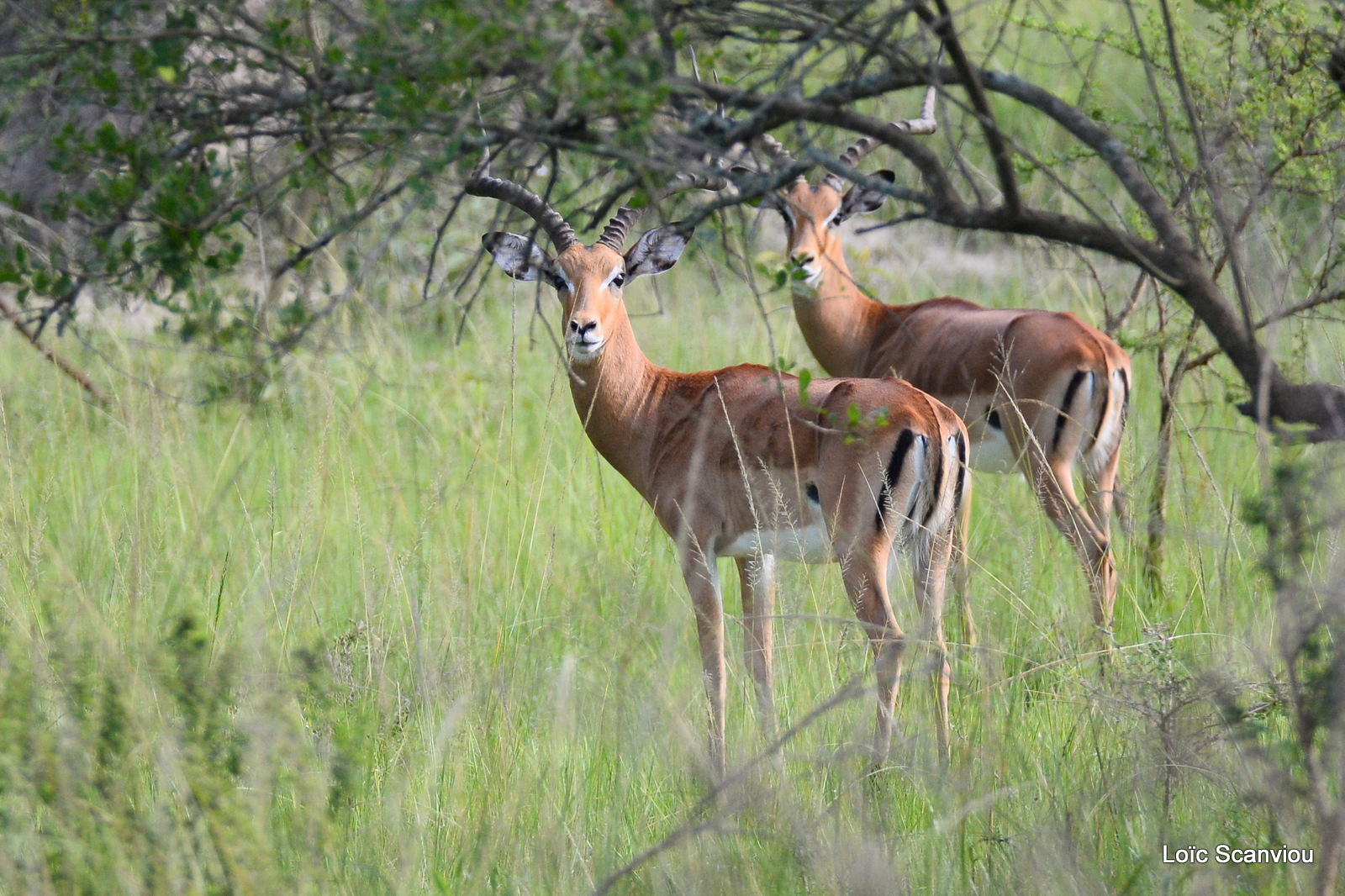 Impala (1)