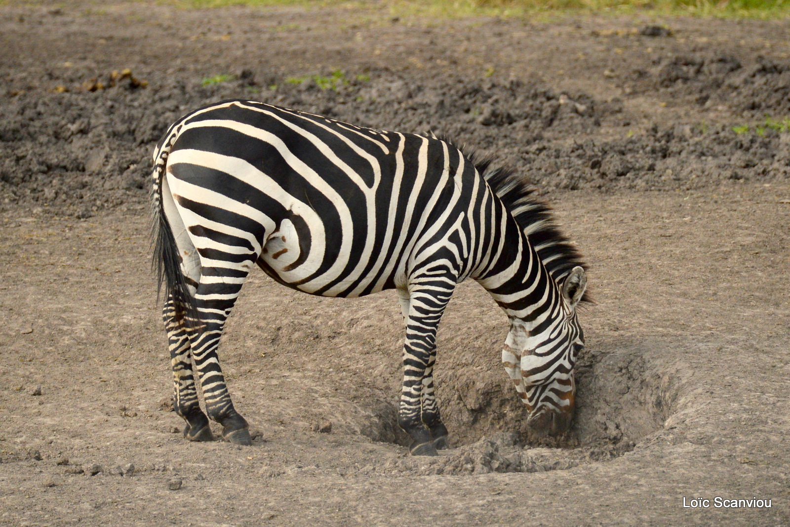 Zèbre de Burchell/Burchell's Zebra (11)