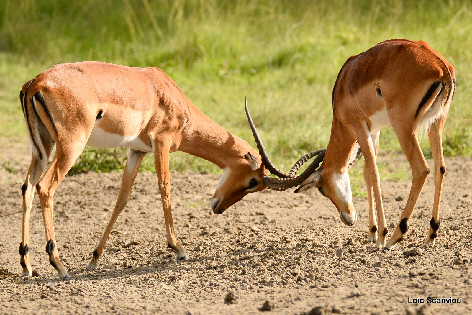 Impala (4)