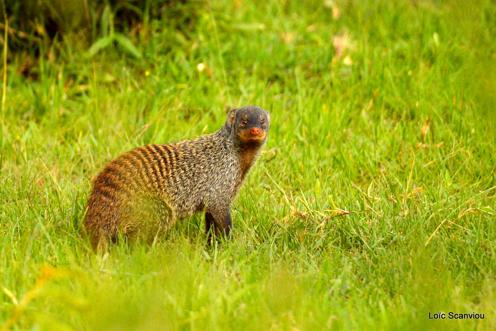 Mangouste rayée/Banded Mongoose (1)