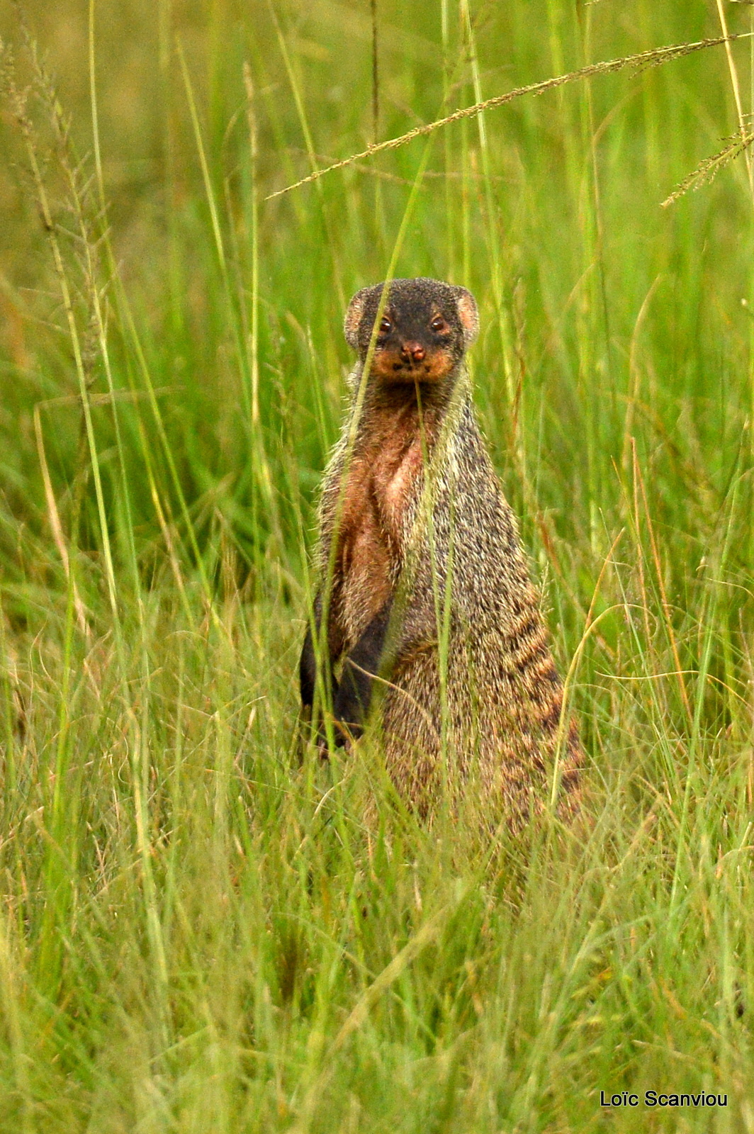 Mangouste rayée/Banded Mongoose (2)