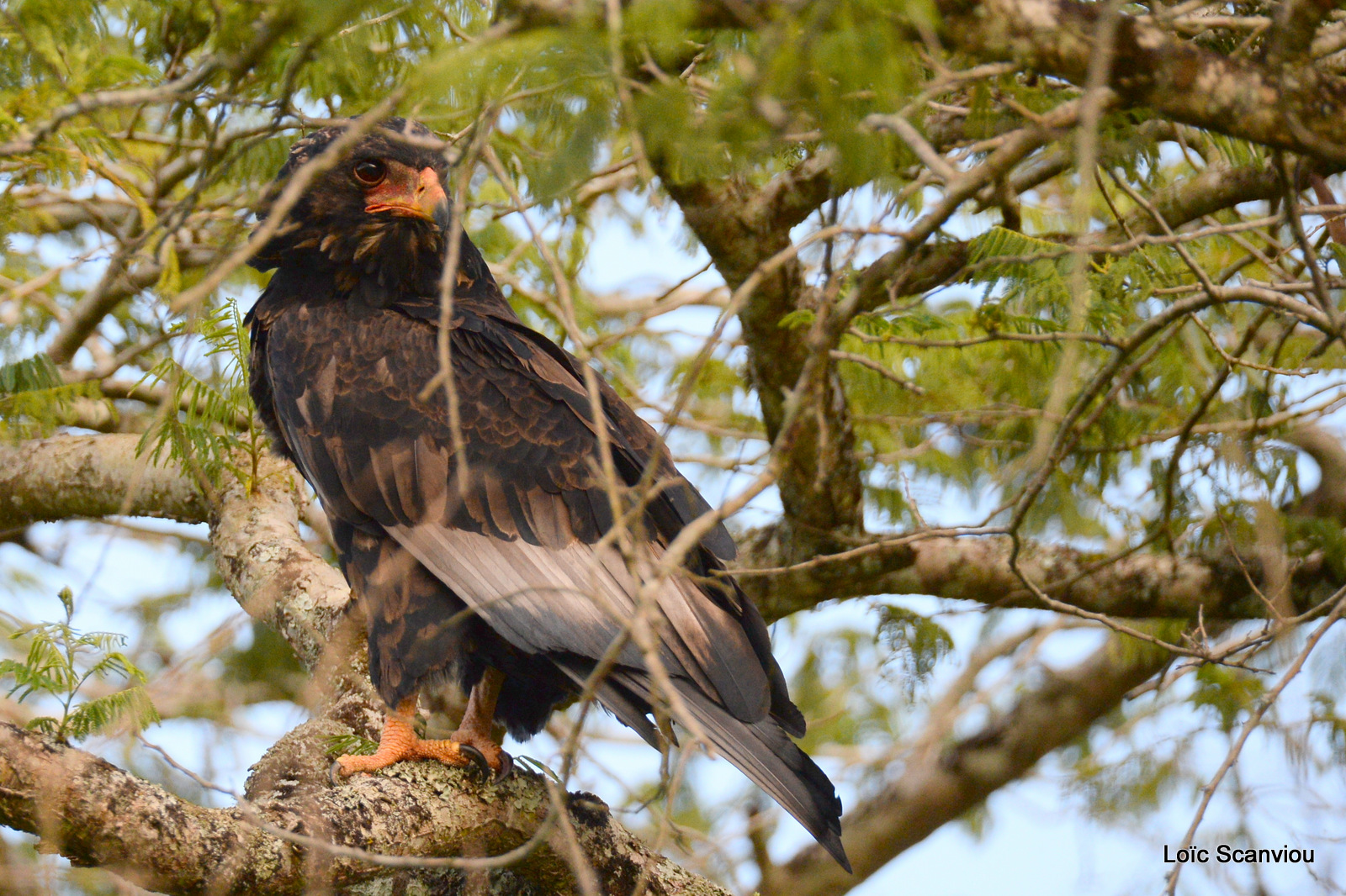 Aigle bateleur/Bateleur Eagle (4)
