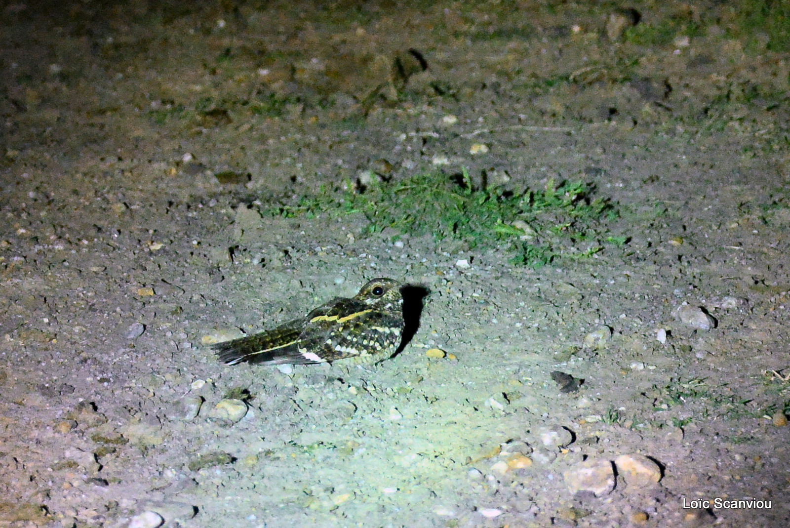 Engoulevent/Nightjar (1)
