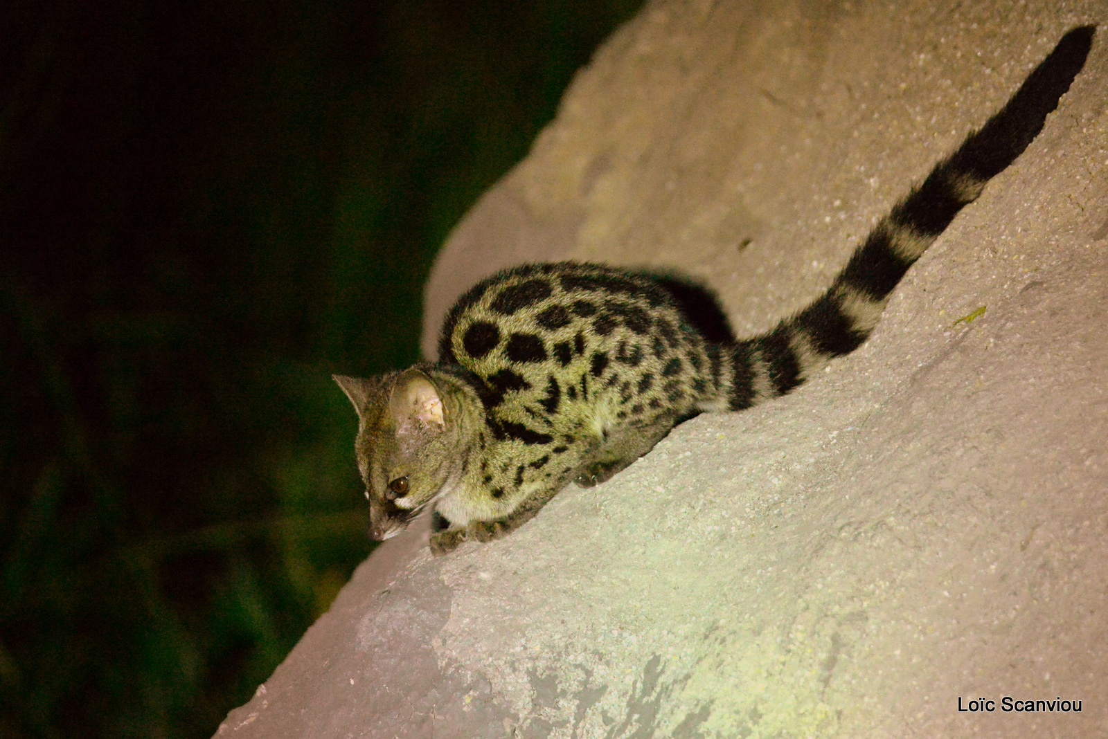 Genette/Genet Cat (1)