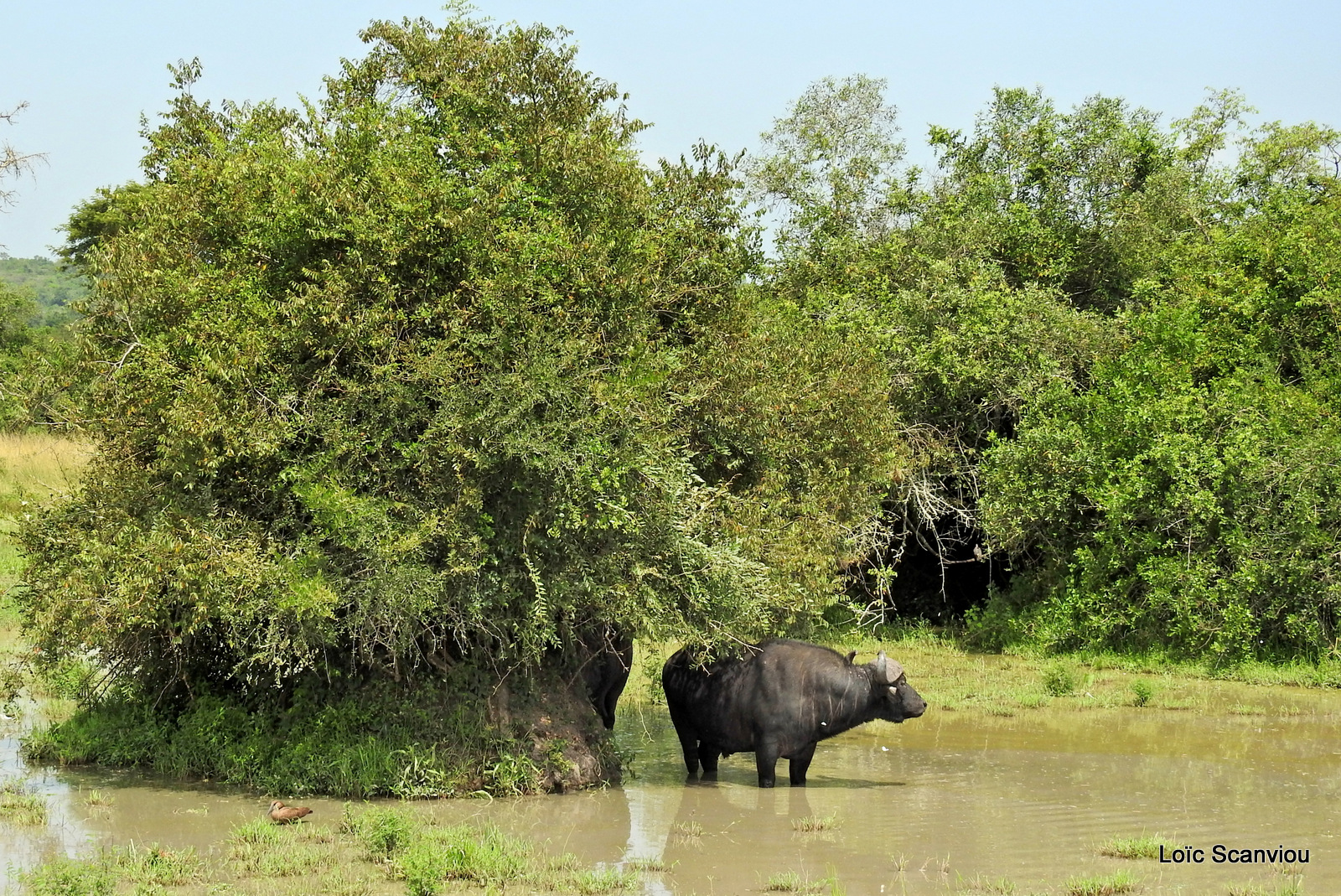 Buffle d'Afrique/Cape Buffalo (7)
