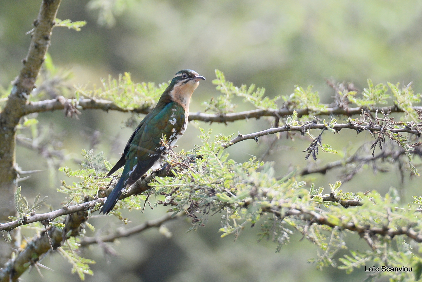 Coucou didric/Diederik Cuckoo (1)