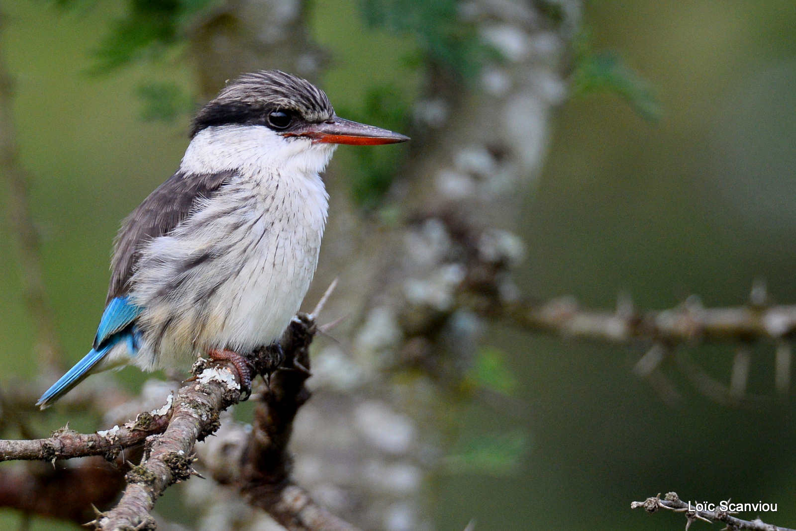 Martin-chasseur strié/Striped Kingfisher (1)