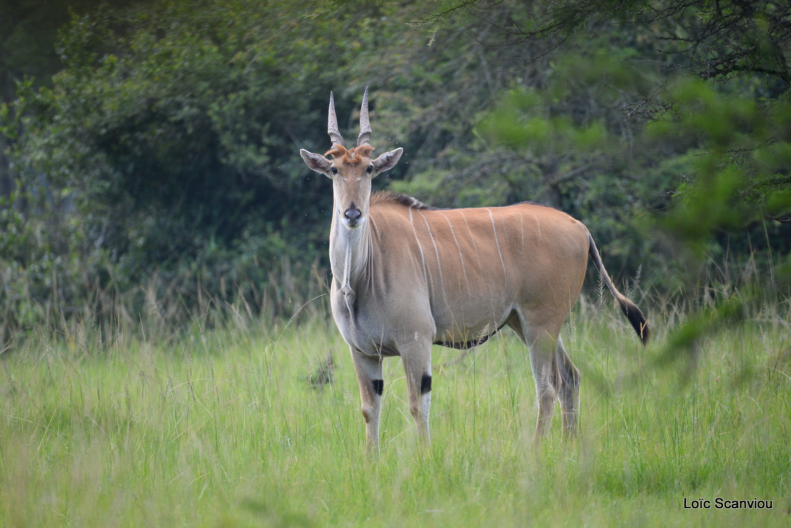 Eland du Cap/Common Eland (1)
