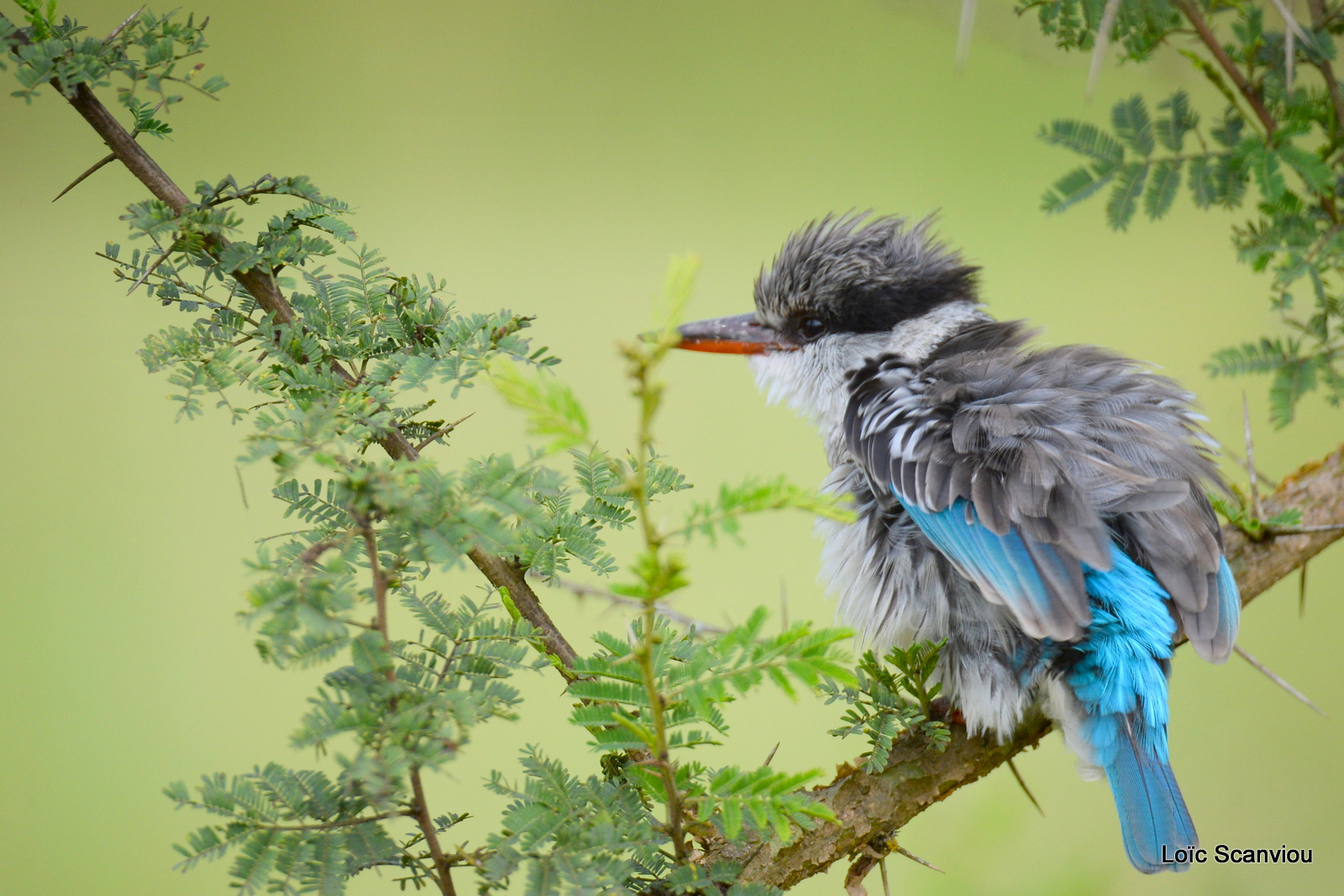Martin-chasseur strié/Striped Kingfisher (4)
