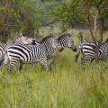 Zèbre de Burchell/Burchell's Zebra (1)