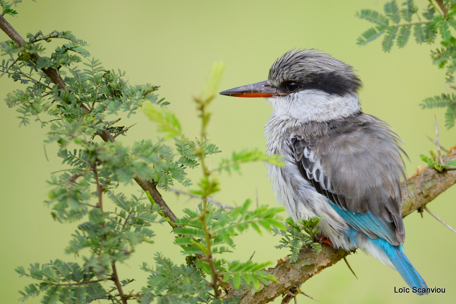 Martin-chasseur strié/Striped Kingfisher (5)
