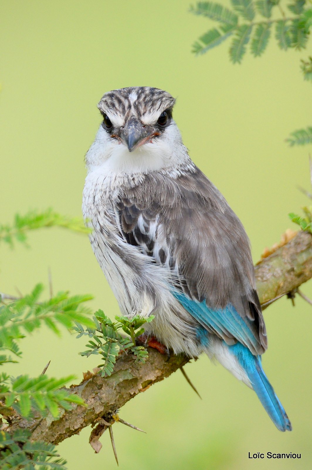 Martin-chasseur strié/Striped Kingfisher (6)