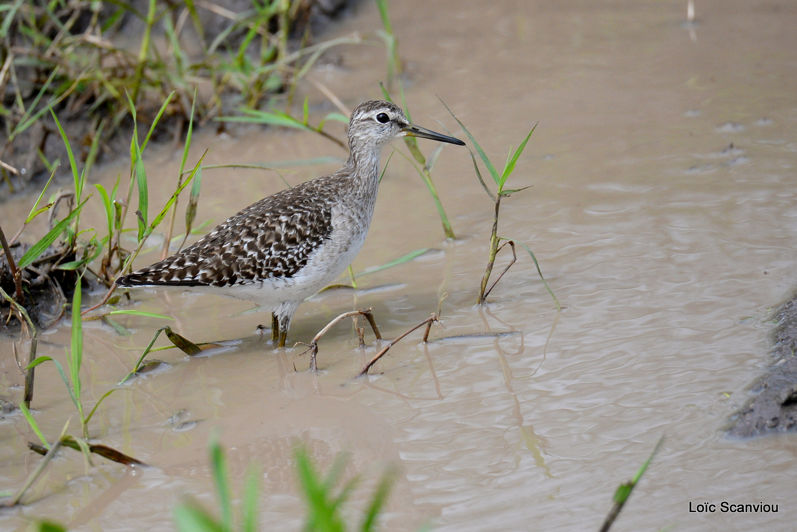 Lake Mburo (22)