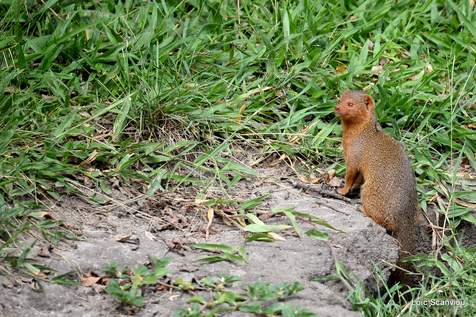 Mangouste naine/Dwarf Mongoose (1)