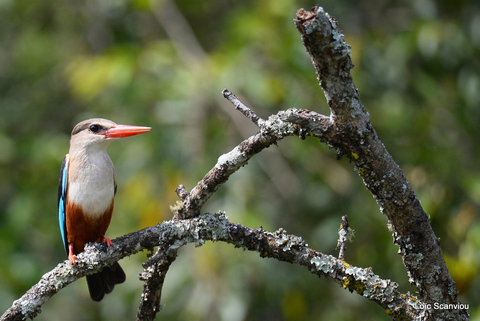 Martin-chasseur à tête grise/Grey-headed Kingfisher (1)