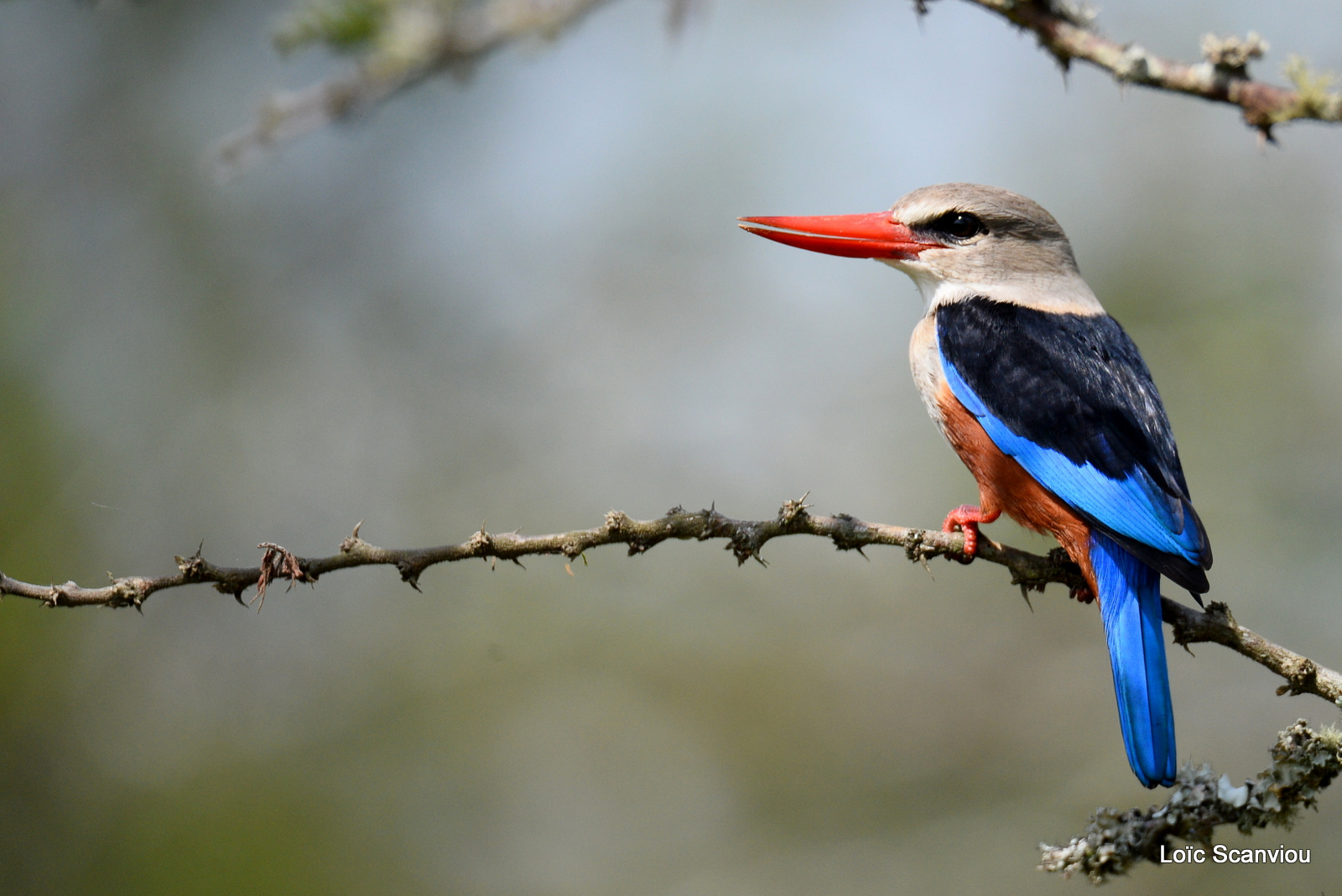 Martin-chasseur à tête grise/Grey-headedKingfisher (2)